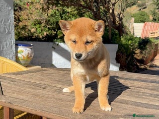 Shiba Inu perros Shiba Inu MACHOS Bebes Rojos increíbles bellos - Anuncio 3