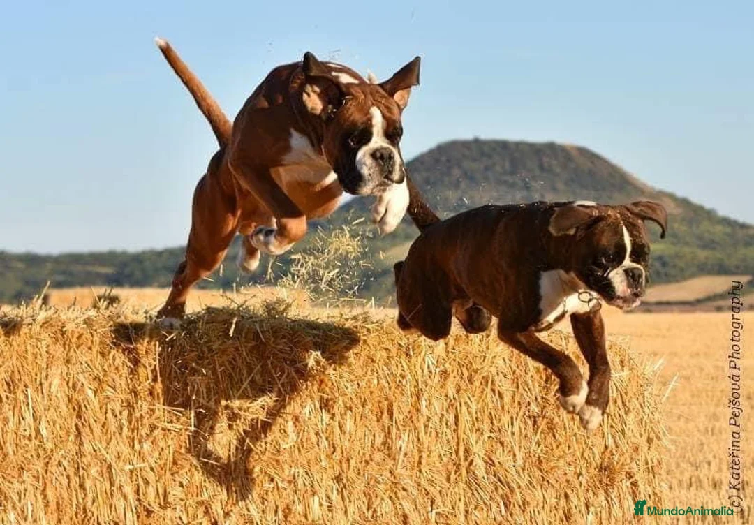 Imagen de galería {{count}}