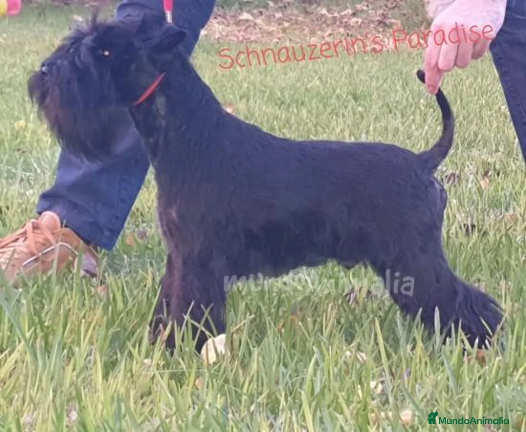 Imagen de galería {{count}}