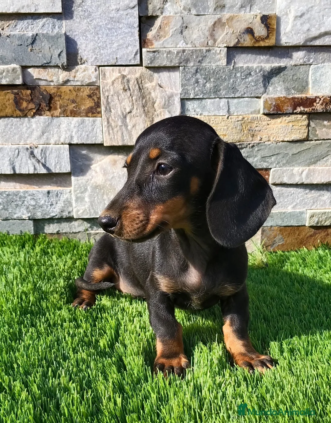 Teckel Miniatura perros en venta: Teckel Macho Negro y Fuego - Anuncio 2