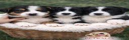 Border Collie perros en venta: Cachorro de Border Collie  - Anuncio 1