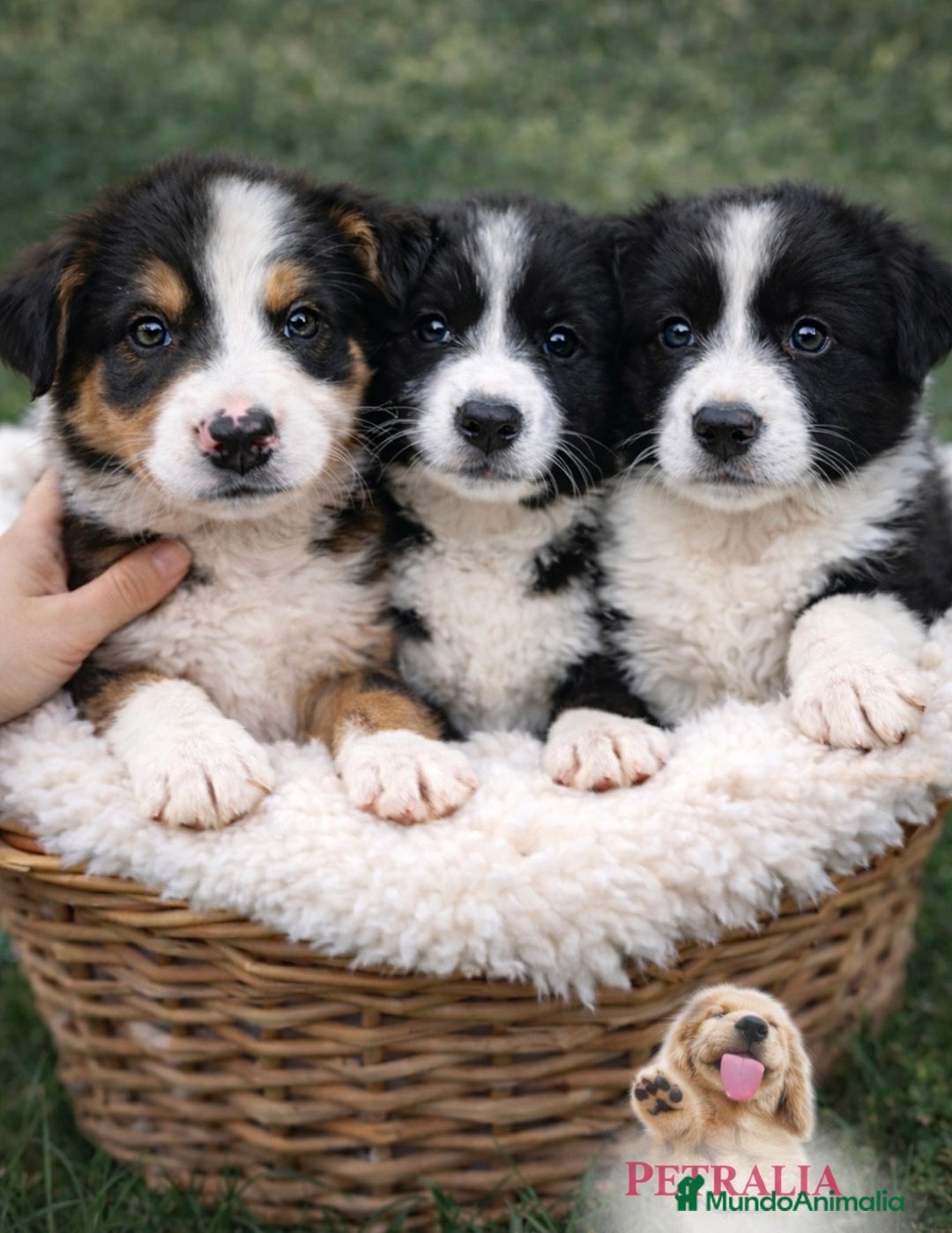 Border Collie perros en venta: Cachorro de Border Collie  - Anuncio 1