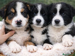 Border Collie perros Cachorro de Border Collie - Anuncio 1