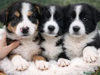 Border Collie perros Cachorro de Border Collie - Anuncio 26