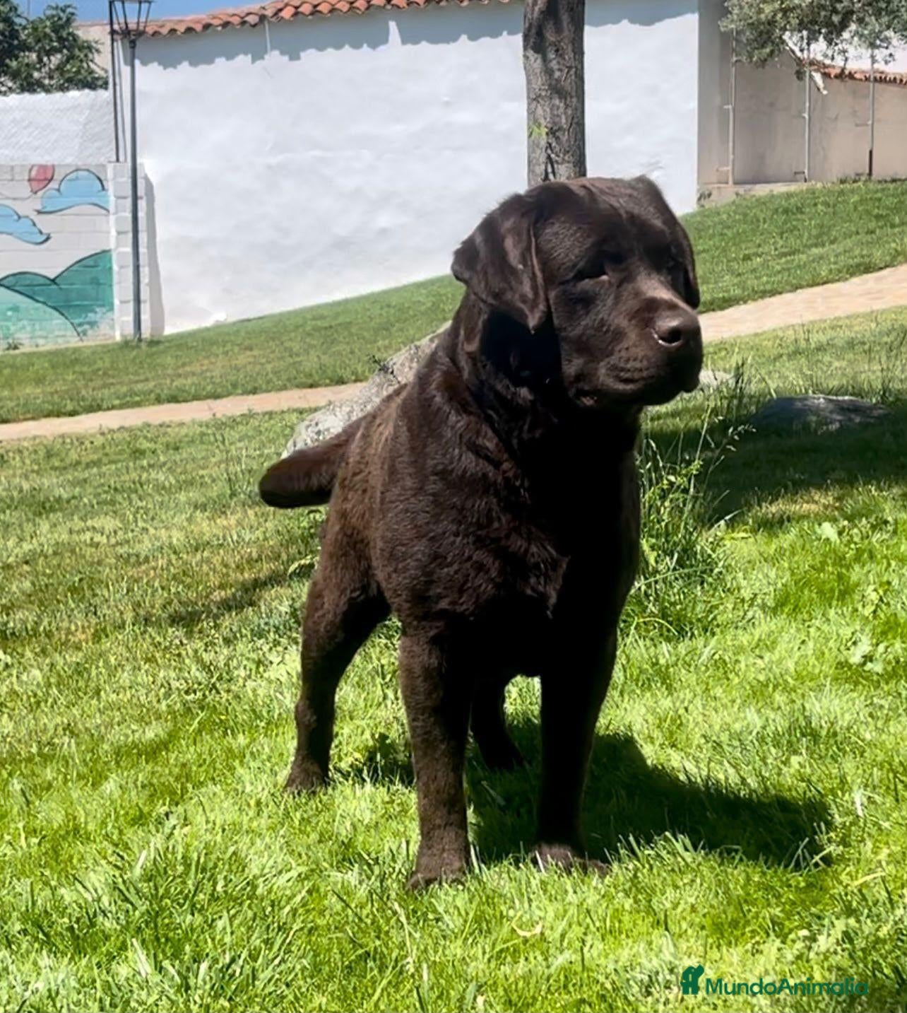 Labrador Retriever perros LABRADOR CHOCOLATE DISPONIBLE - Anuncio 2