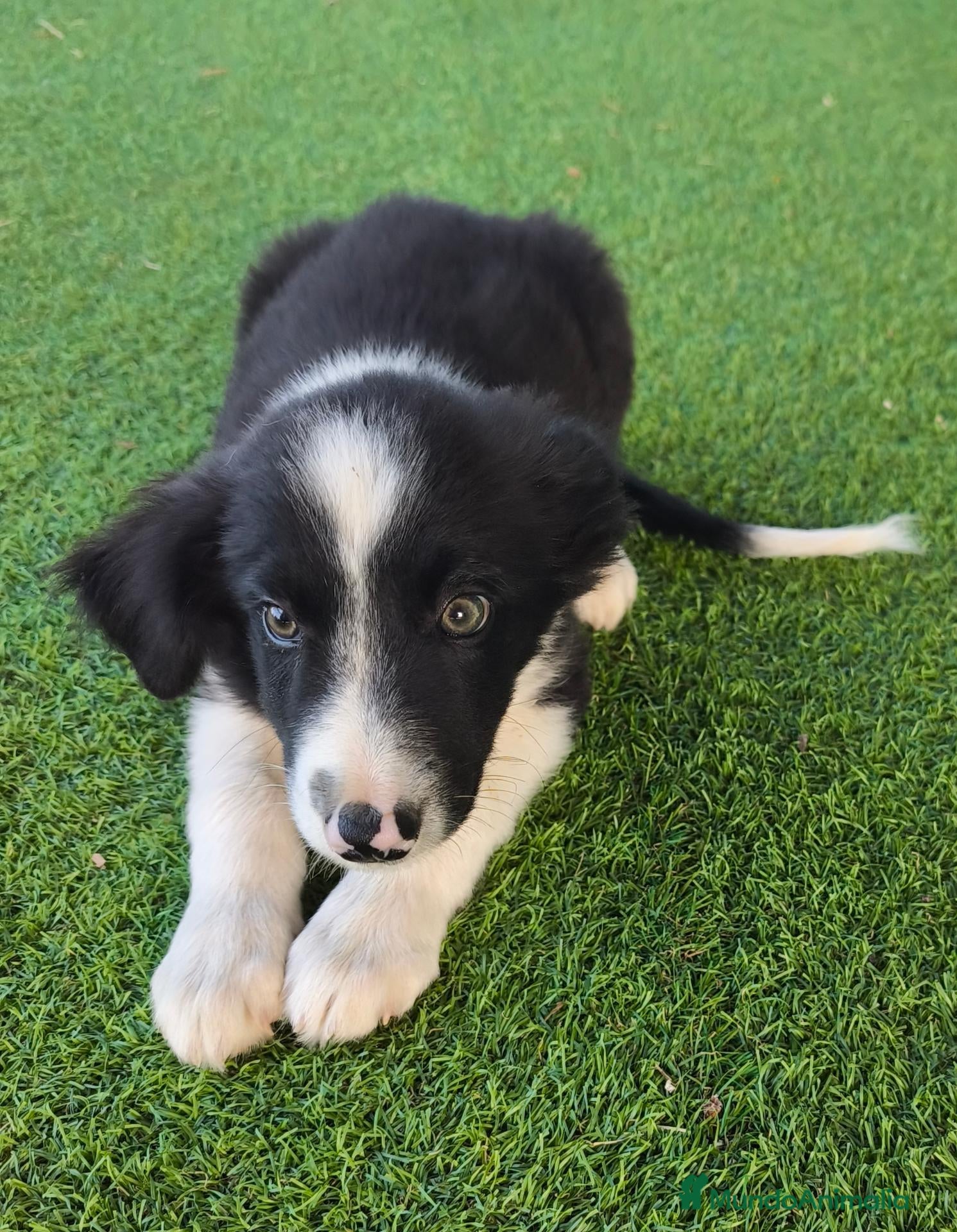Border Collie perros Cachorro border collie! Precio real! - Anuncio 1