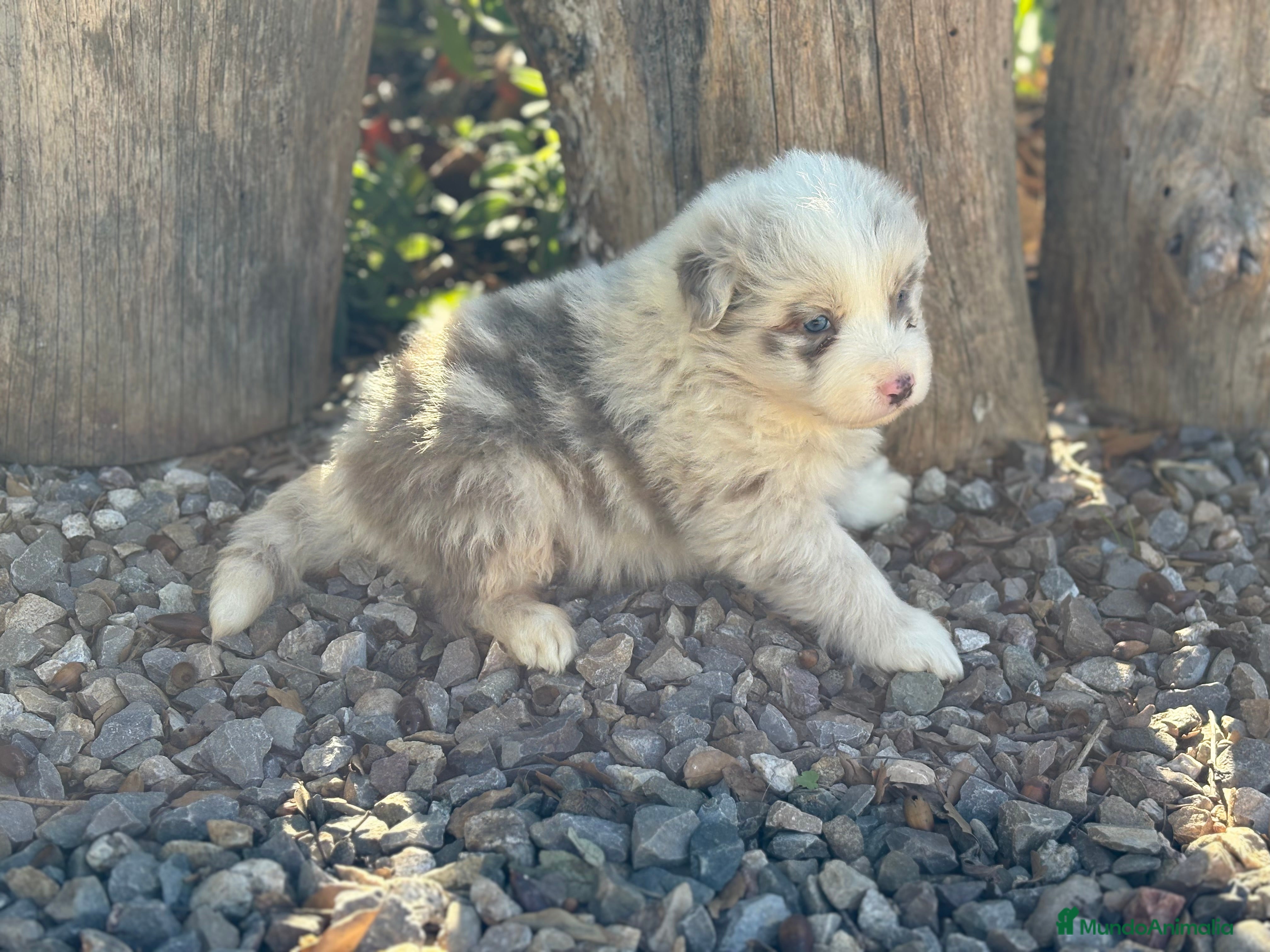 Border Collie perros 🐾🐾🐾 Border Collie Exclusivos 🐾🐾🐾 - Anuncio 1