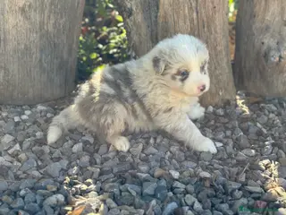 Border Collie perros 🐾🐾🐾 Border Collie Exclusivos 🐾🐾🐾 - Anuncio 1
