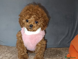 Caniche Toy perros en Badajoz - Anuncio 37