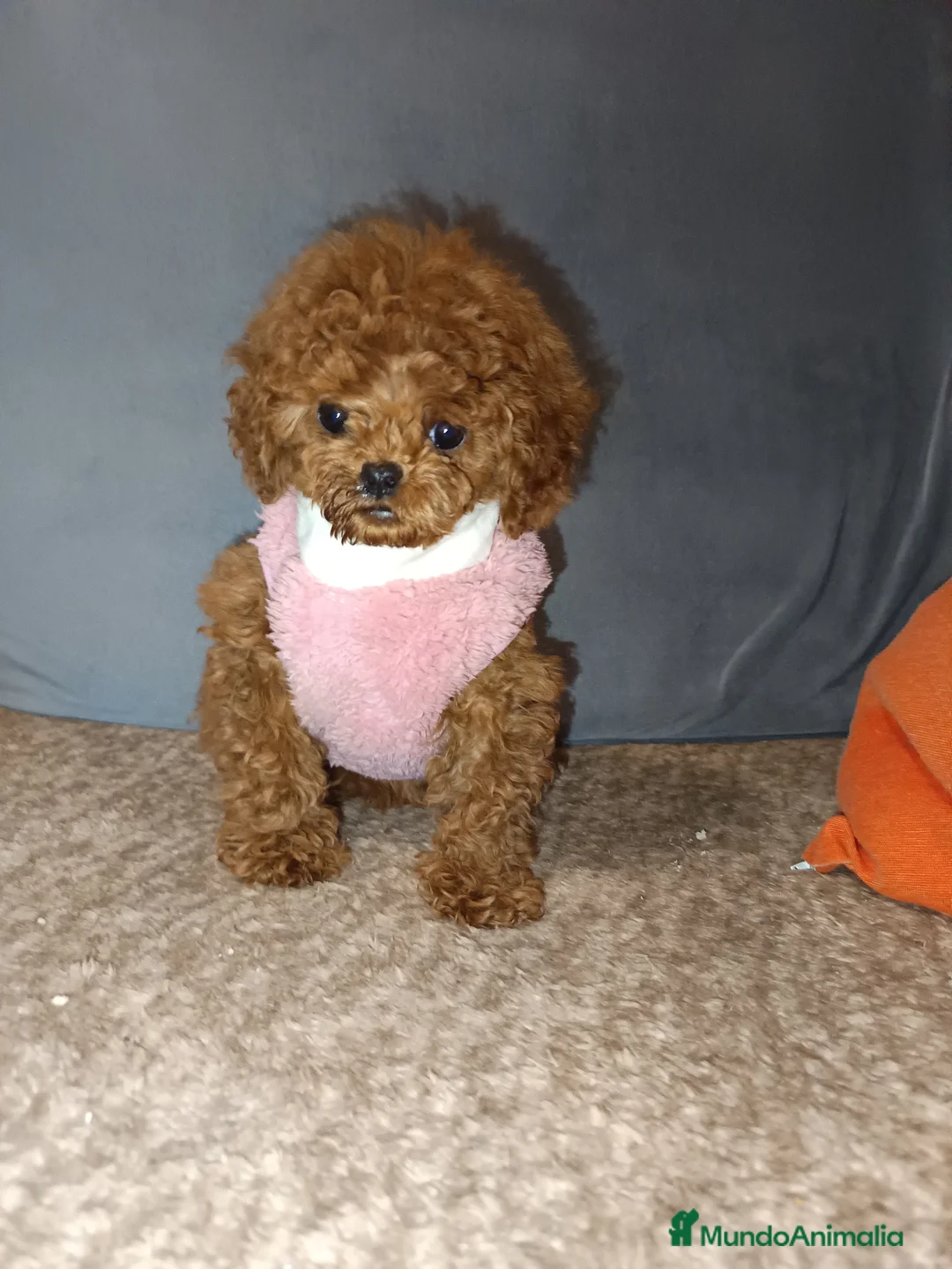 Caniche Toy perros en venta: Caniche toy en Badajoz - Anuncio 1