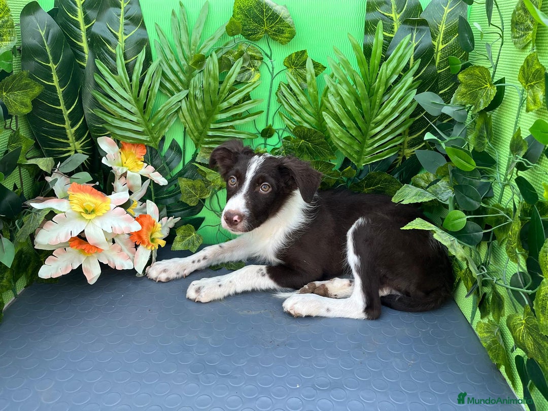 Border Collie perros en venta: 🐾✨ Cachorros Border Collie disponibles🐶⚡ - Imagen 3