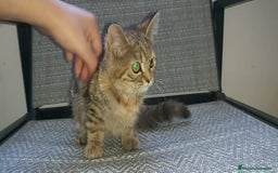 Británico de Pelo Corto gatos en venta: ⚜ Preciosa Gatita bebé British ⚜ - Imagen 3