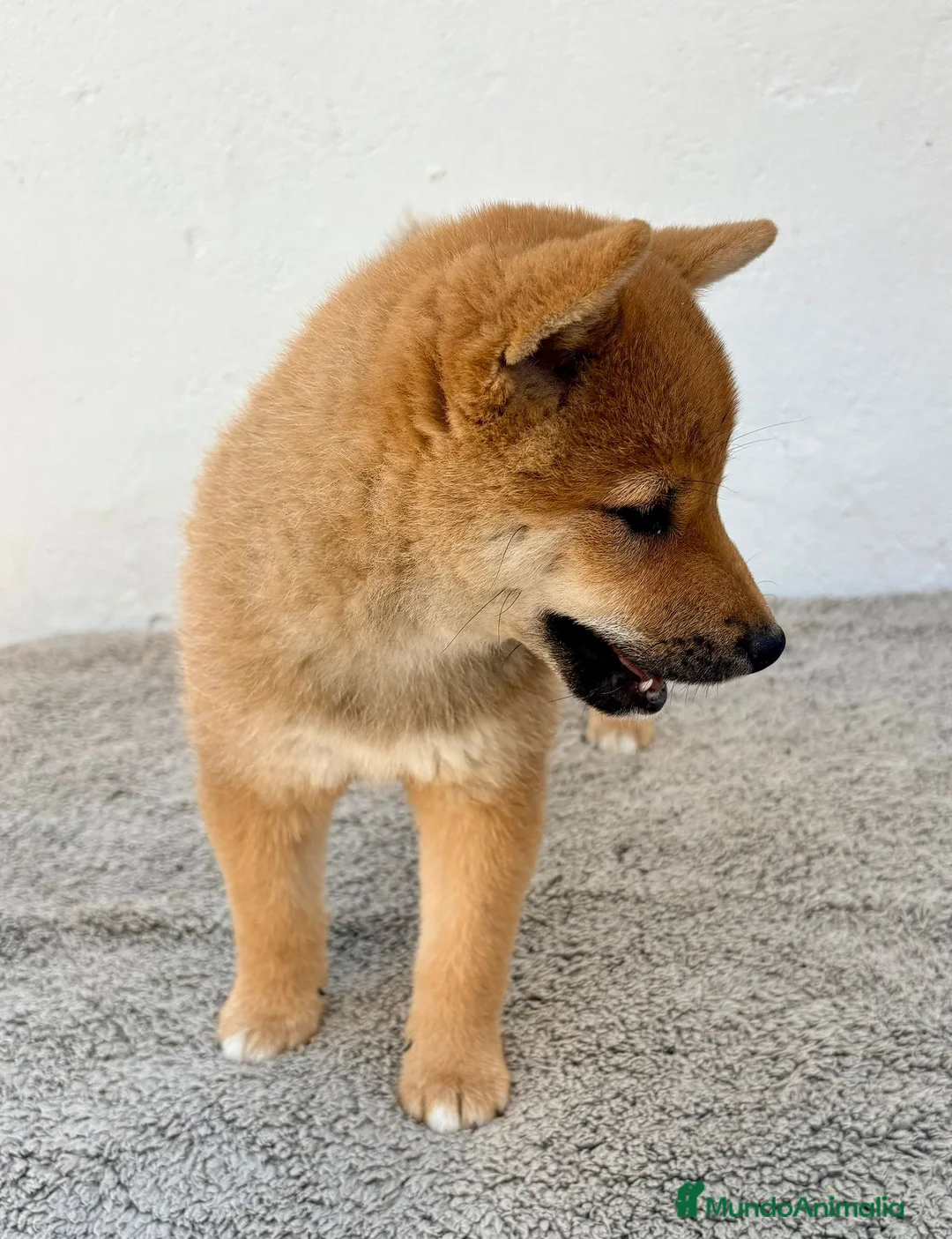 Shiba Inu perros en venta: Shiba inu hembra - Anuncio 2