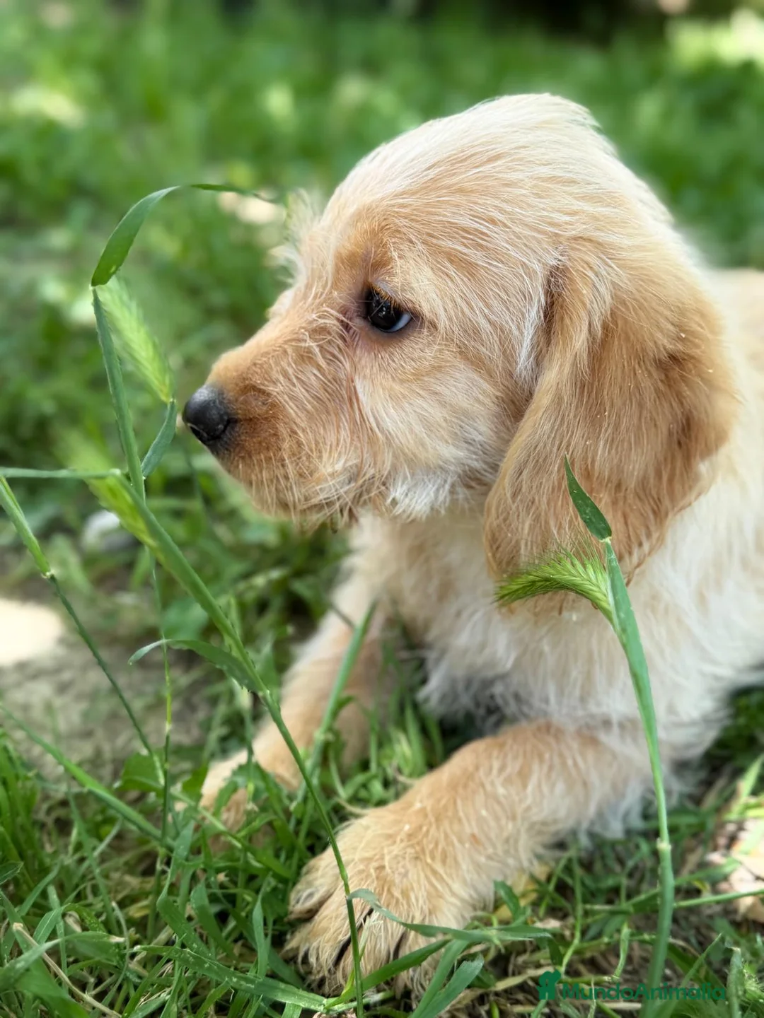 Labradoodle perros en venta: LABRADOODLE  - Anuncio 7
