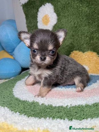 Chihuahua perros - Anuncio 9