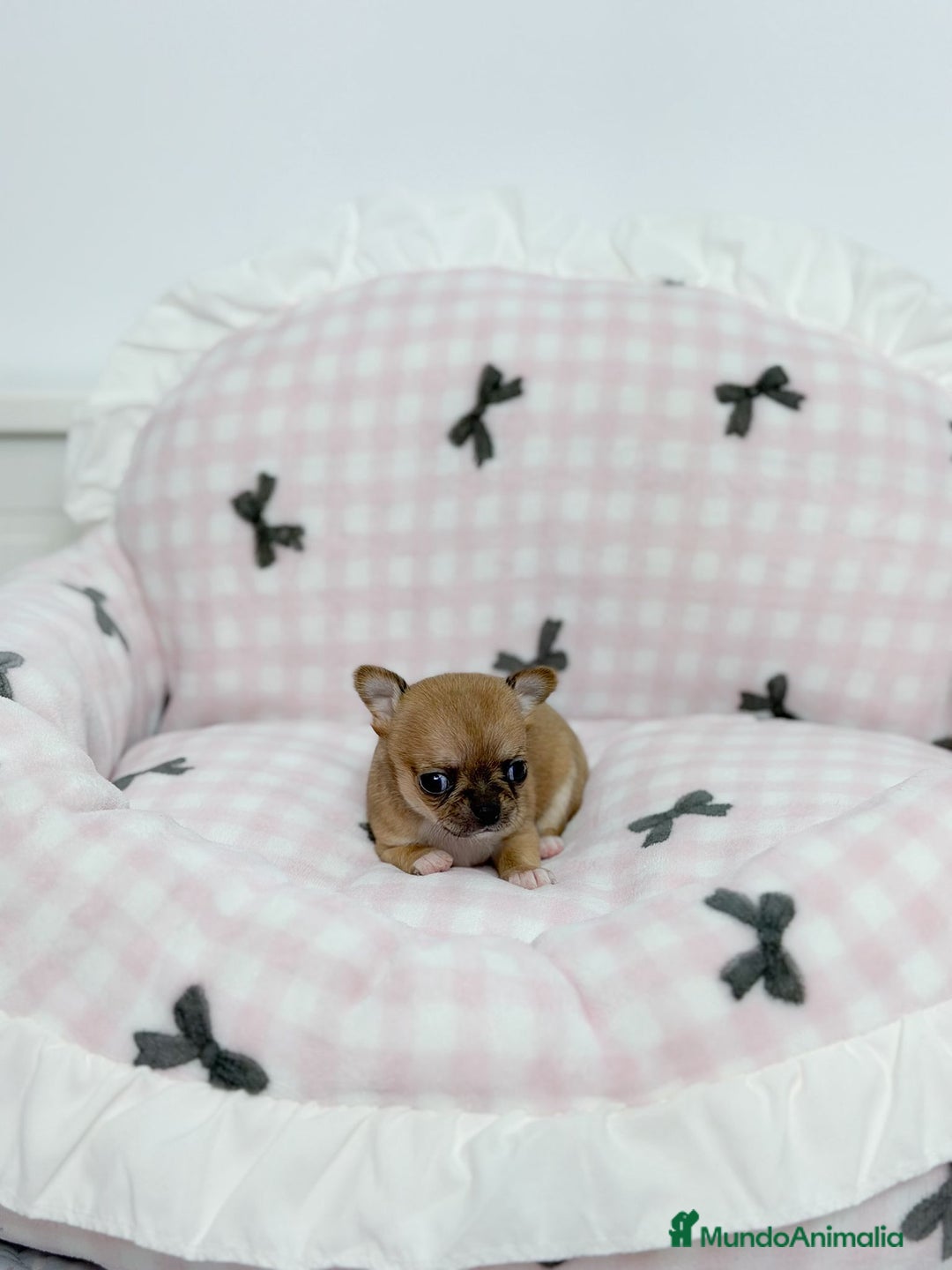 Chihuahua perros en venta: Chihuahua  - Anuncio 6