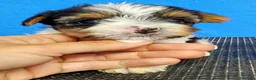 Biewer Yorkshire Terrier a la Pom Pon perros en venta: Yorkshire biewer precio real - Anuncio 11