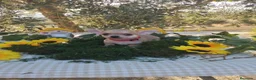 Chihuahua perros en venta: Chihuahuas toys - Anuncio 12