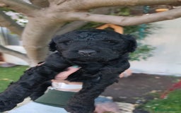 Perro de Agua Español perros en venta: Machos disponibles - Imagen 4