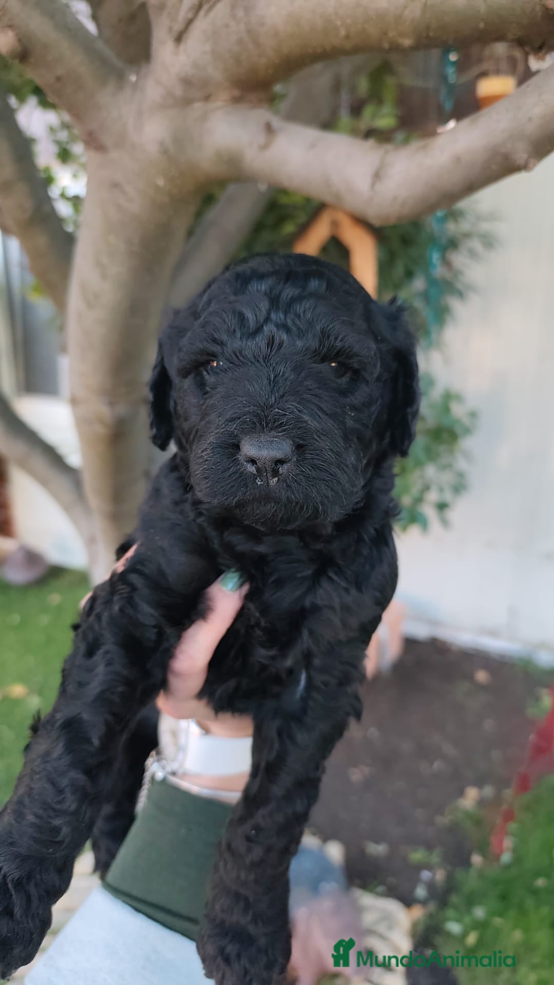Perro de Agua Español perros en venta: Machos disponibles - Imagen 4