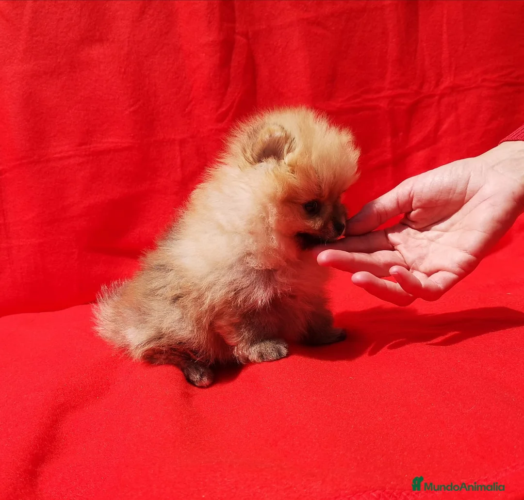 Pomerania perros en venta: Lulú de pomerania  en Barcelona - Anuncio 5