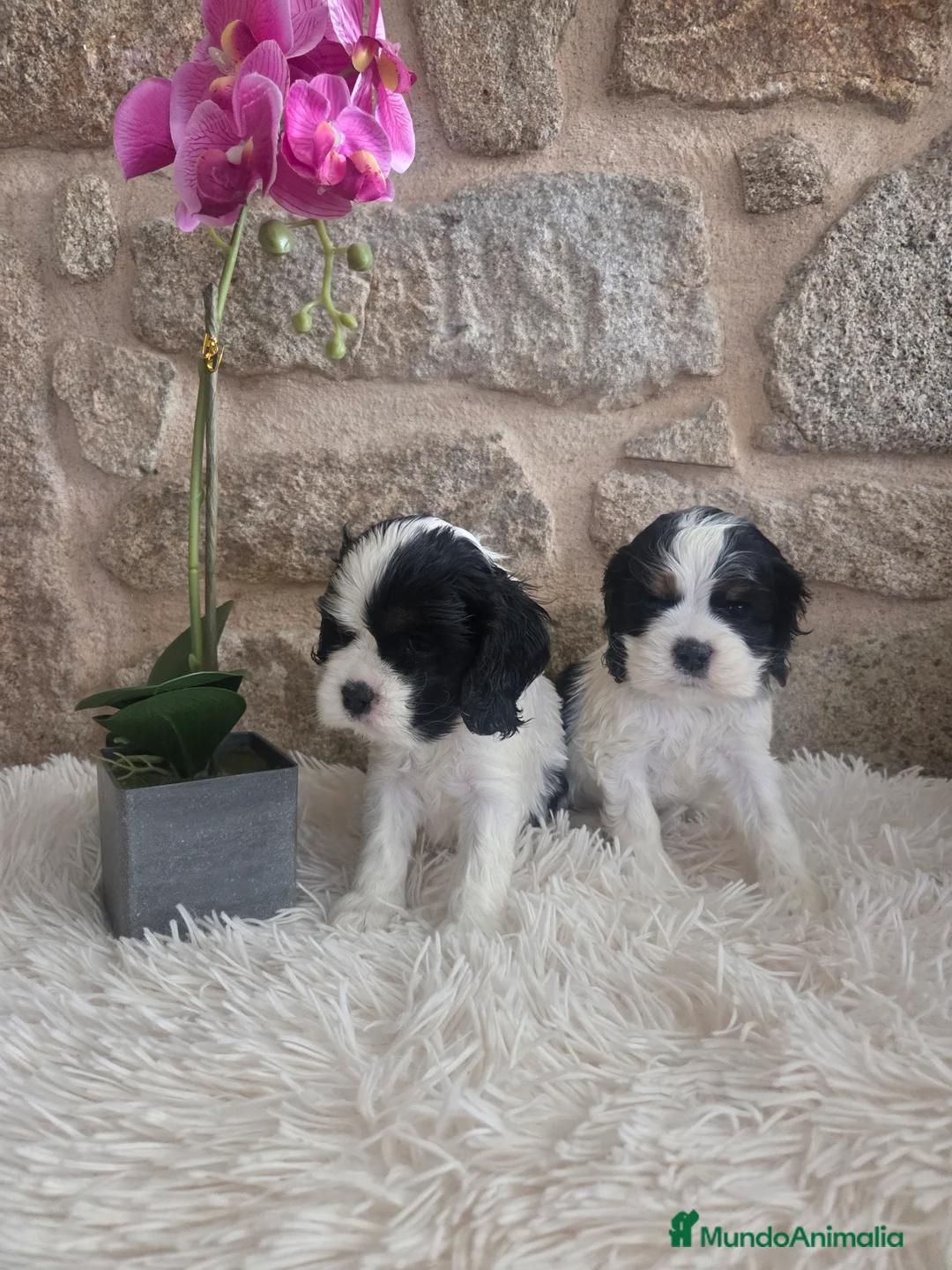 Cocker Spaniel Americano perros en venta: Hembras cocker americano - Anuncio 1