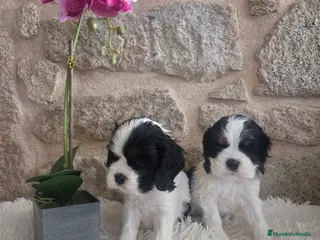 Cocker Spaniel Americano perros Hembras cocker americano - Anuncio 1