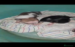 Chihuahua perros en venta: Hembra chihuahua Toy  - Imagen 2