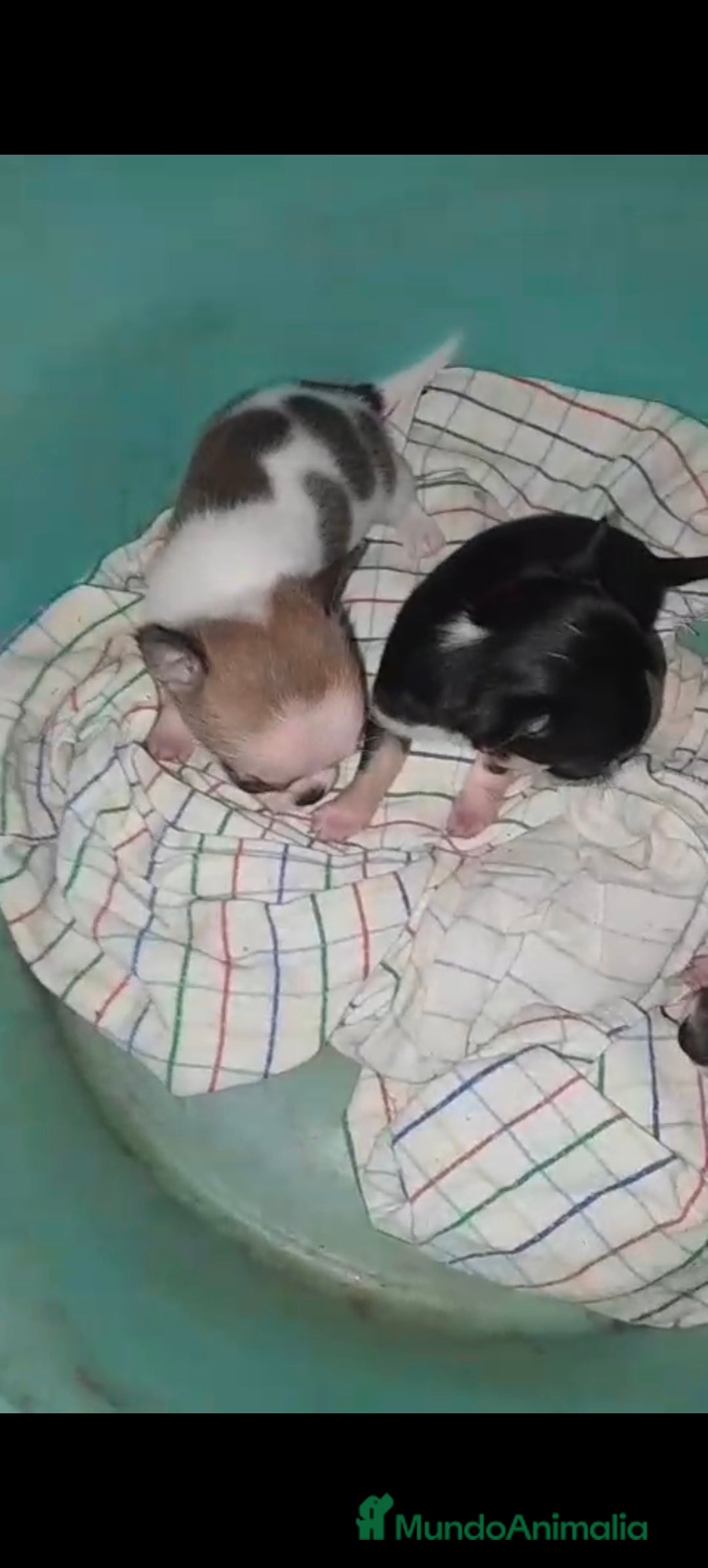 Chihuahua perros en venta: Hembra chihuahua Toy  - Imagen 2