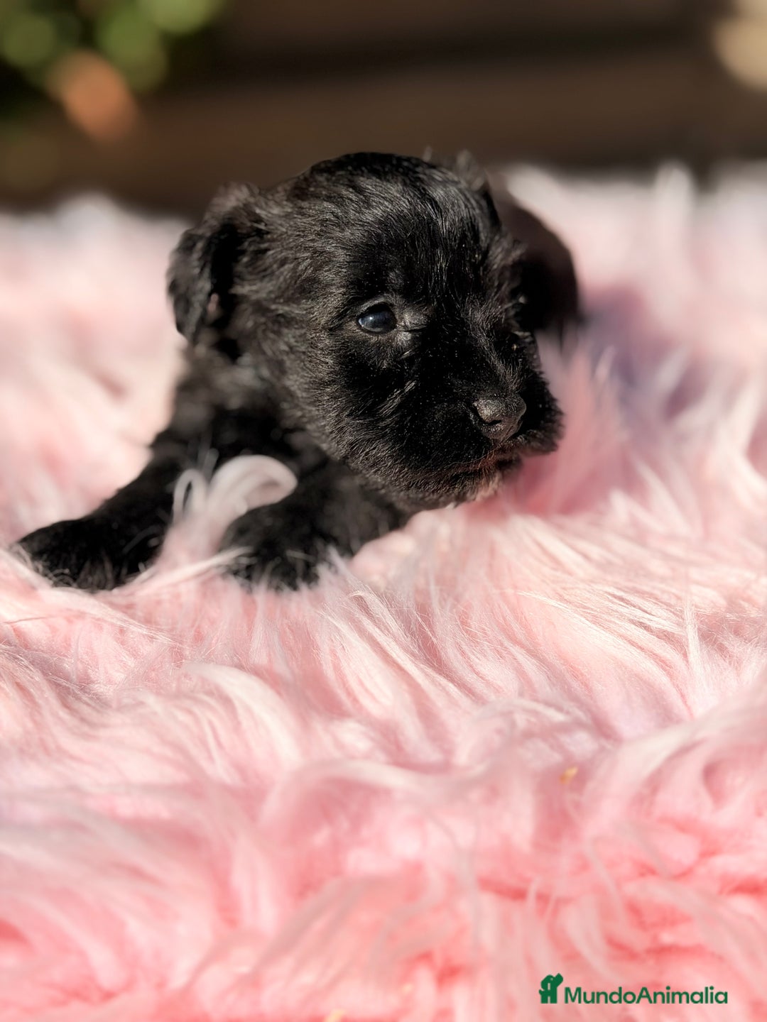 Schnauzer Miniatura perros en venta: Schnauzer mini azabache   - Anuncio 2