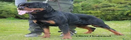 Rottweiler perros en venta: Cachorros padres Alemanes mejores líneas mundiales - Anuncio 4