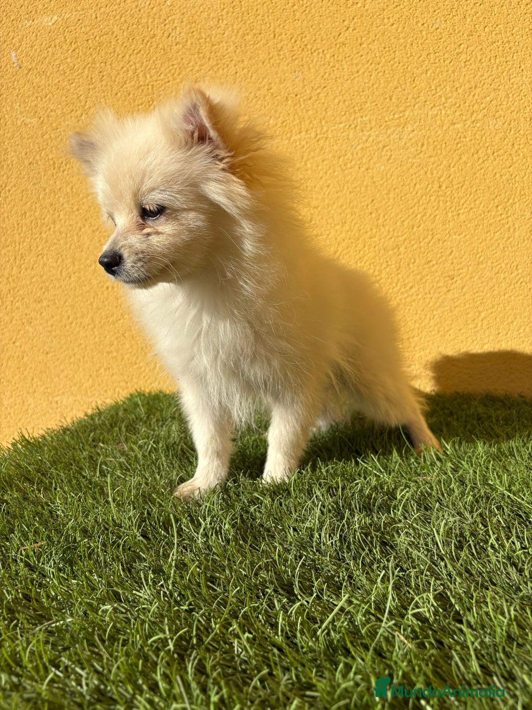 Pomerania perros en venta: pomerania toy macho blanco  - Imagen 2