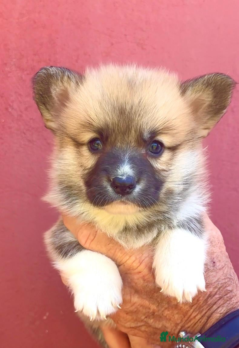 Welsh Corgi Pembroke perros en venta: Corgi Pembroke Valencia Madrid Barcelona pedigree - Anuncio 2