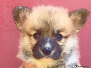Welsh Corgi Pembroke perros en venta: Corgi Pembroke Valencia Madrid Barcelona pedigree - Anuncio 2