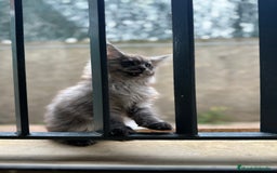 Maine Coon gatos en venta: Maine Coon Black Humo - Imagen 16