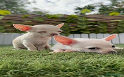 Chihuahua perros en venta: CHIHUAHUA HEMBRA BLANCA - Imagen 1