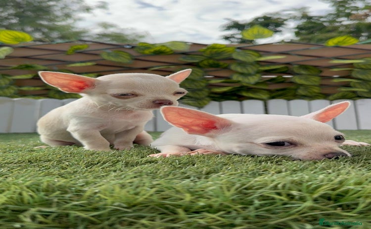 Chihuahua perros - Anuncio 16