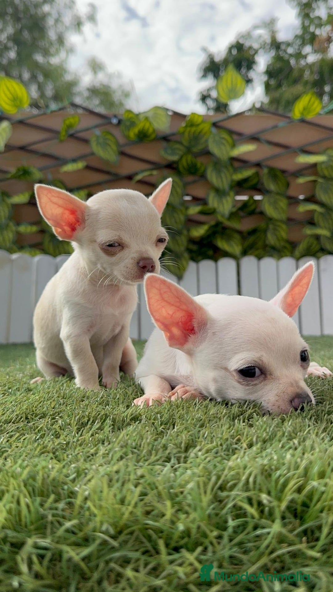 Chihuahua perros en venta: CHIHUAHUA HEMBRA BLANCA - Imagen 1