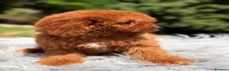 Cavapoo perros en venta: CAVAPOO ROJO MACHO - Anuncio 3