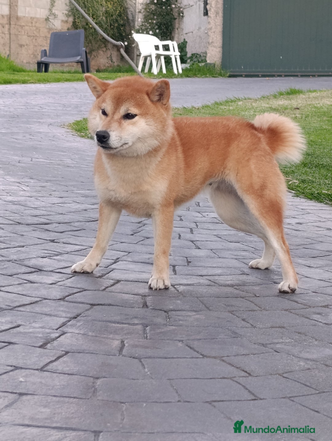 Shiba Inu perros en venta: SHIBA INU PONTEVEDRA - Anuncio 5