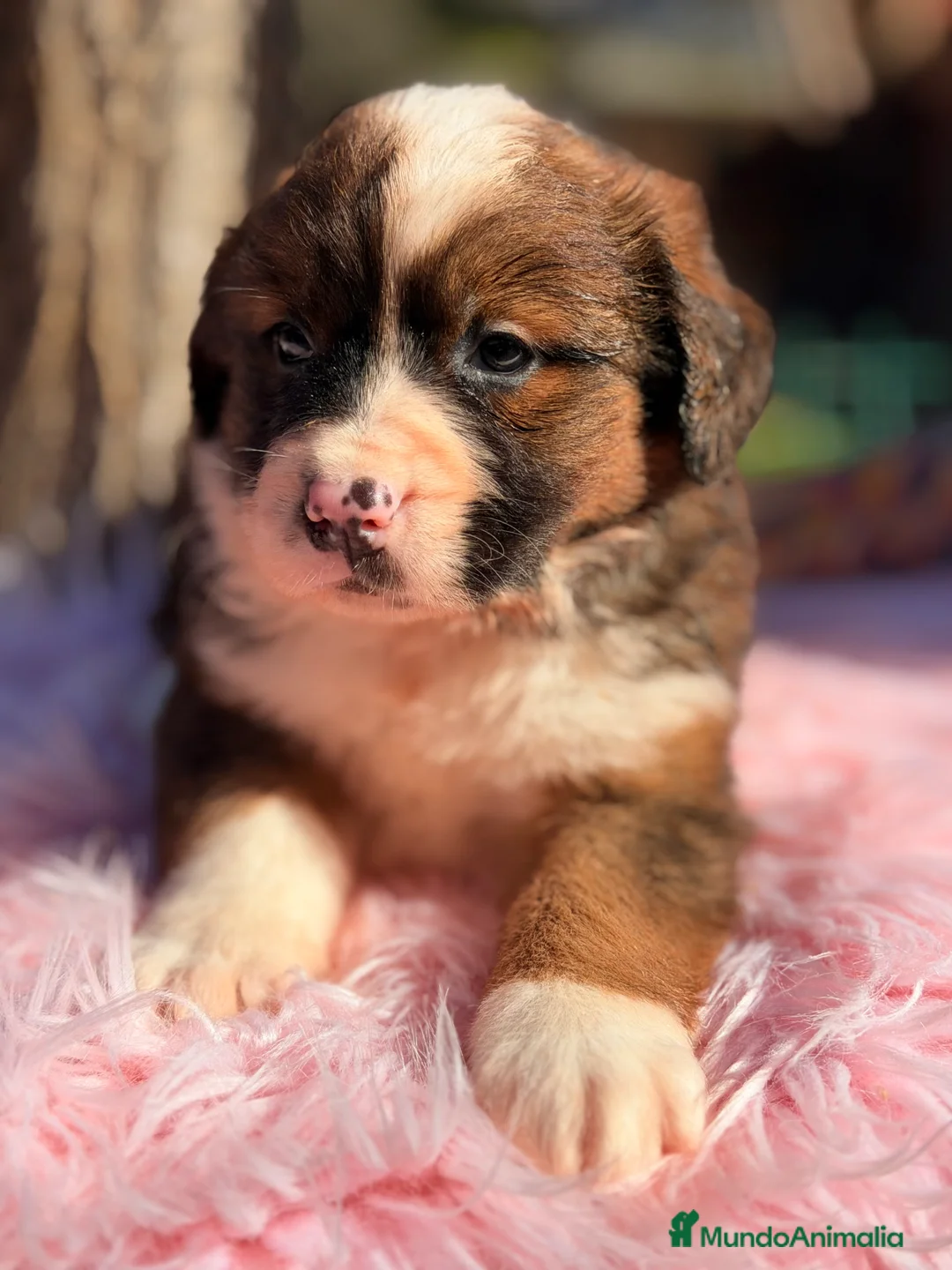 Raza Mixta perros en venta: San bernese  - Anuncio 6