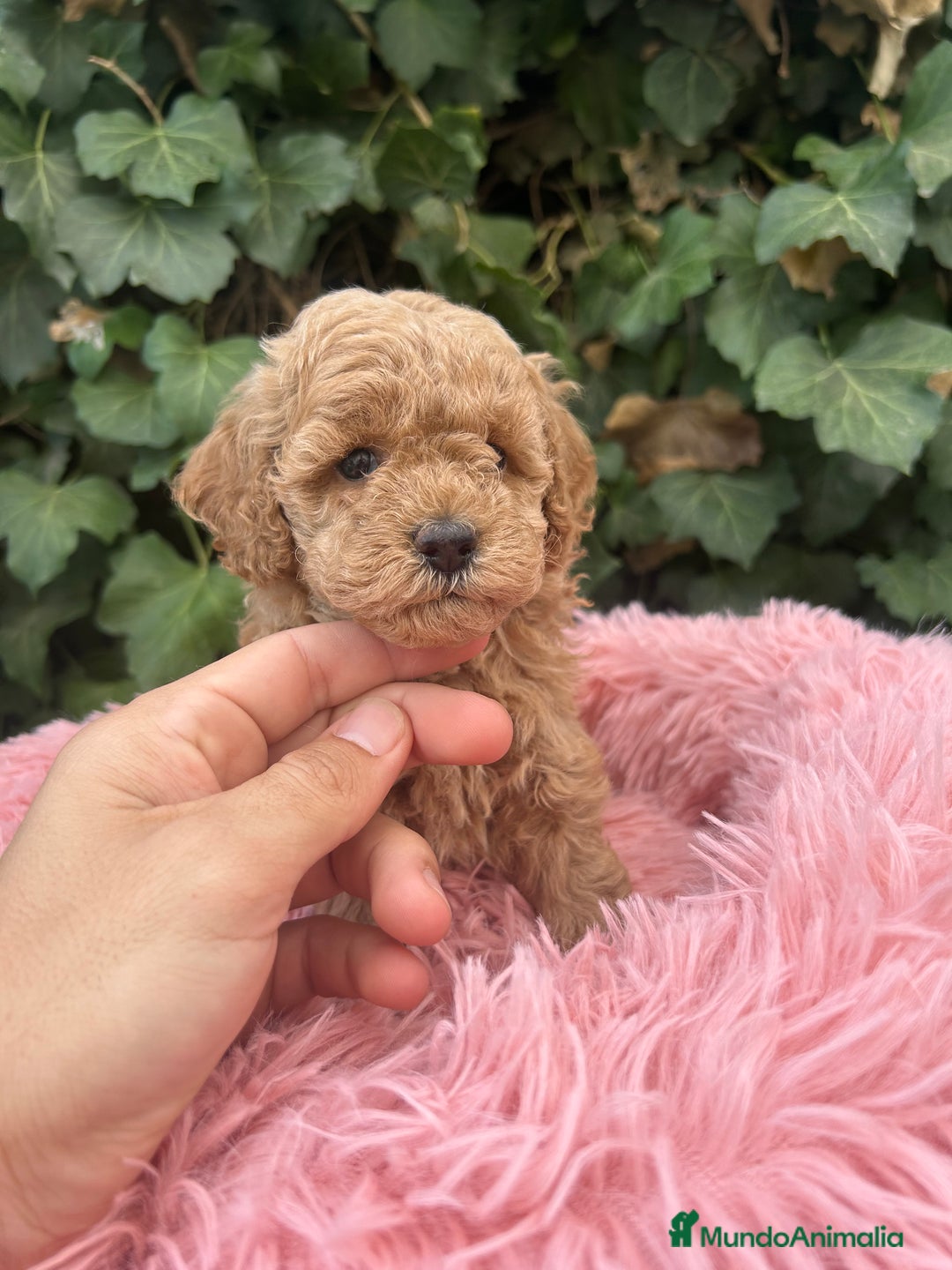 Caniche Toy perros en venta: caniche  - Imagen 3