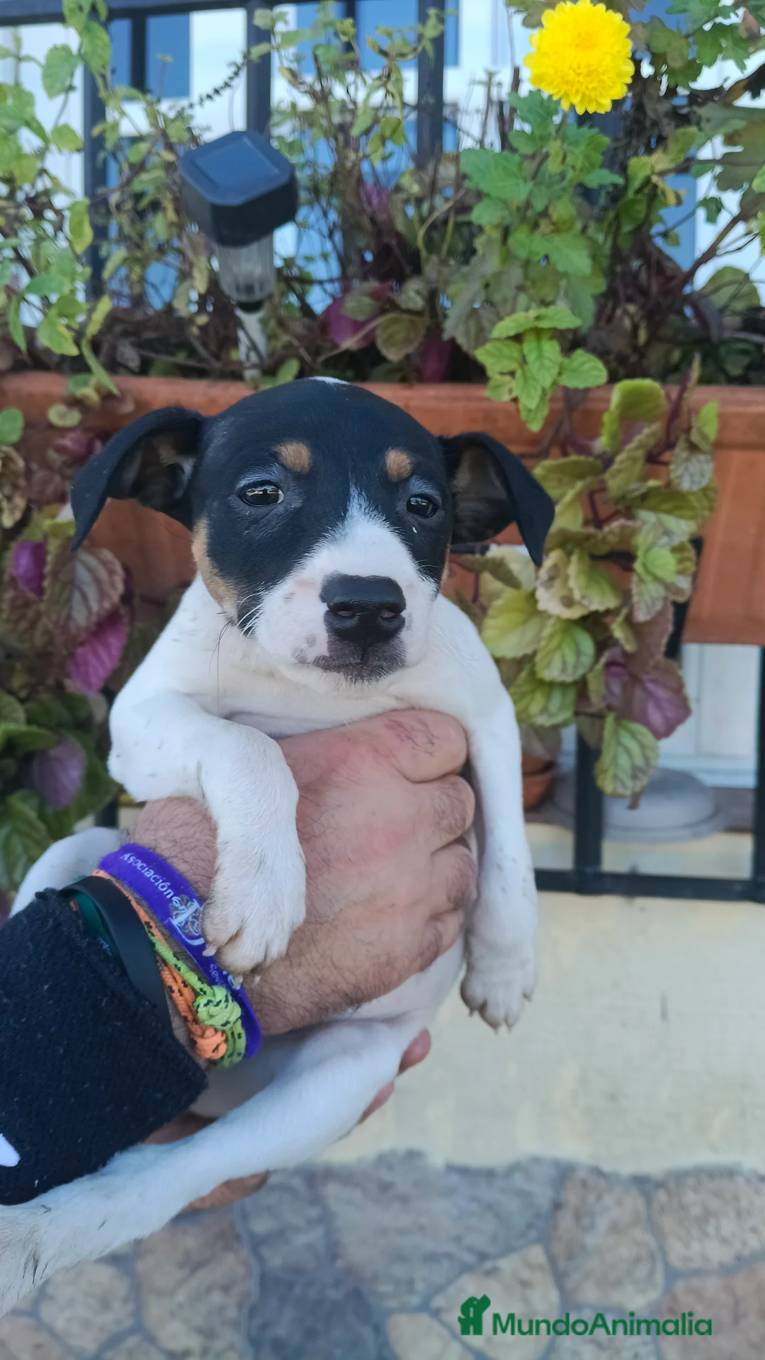 Ratonero Bodeguero Andaluz perros en venta: Hembra de bodeguero  - Anuncio 2