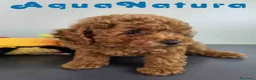Caniche Toy perros en venta: Caniche Macho 1919 AQUANATURA - Anuncio 4