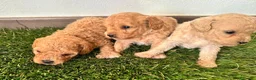 Caniche Toy perros en venta: Caniche toy asiaticos - Anuncio 3