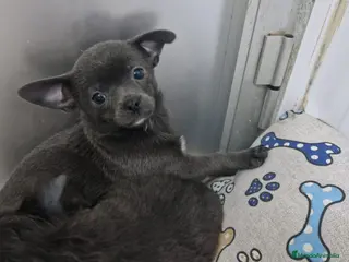 Chihuahua perros Chihuahua - Anuncio 13