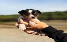 Ratonero Bodeguero Andaluz perros en venta: Bodeguero andaluz hembra - Imagen 1