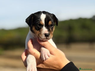 Ratonero Bodeguero Andaluz perros - Anuncio 1