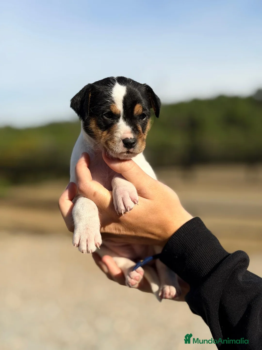 Ratonero Bodeguero Andaluz perros en venta: Bodeguero andaluz hembra - Anuncio 1
