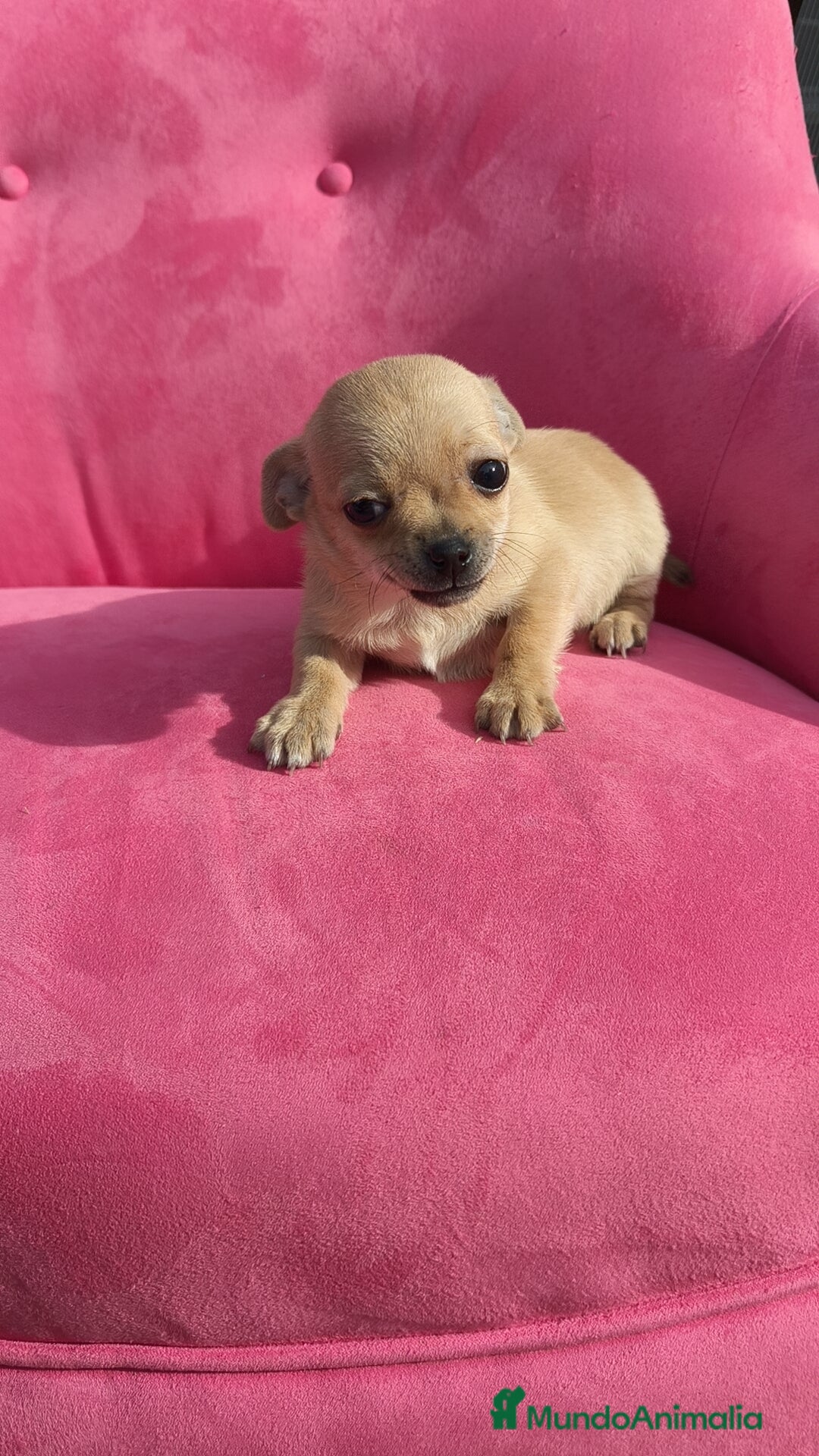 Chihuahua perros en venta: Chihuahua hembra disponible  - Anuncio 8